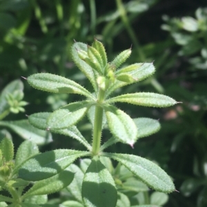 Galium aparine at O'Connor, ACT - 16 May 2021 01:14 PM