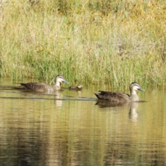 Anas superciliosa (Pacific Black Duck) at Greenway, ACT - 16 May 2021 by MatthewFrawley