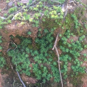 Polytrichaceae sp. (family) at O'Connor, ACT - 16 May 2021