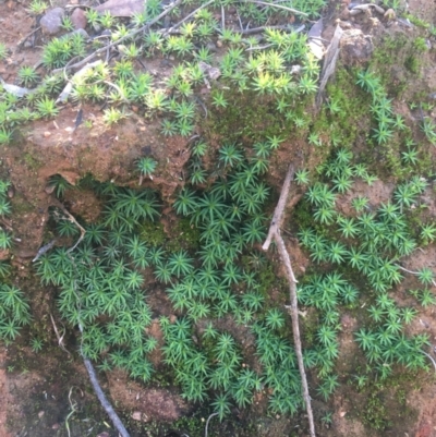 Polytrichaceae at Dryandra St Woodland - 16 May 2021 by Ned_Johnston