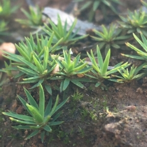 Polytrichaceae sp. (family) at O'Connor, ACT - 16 May 2021