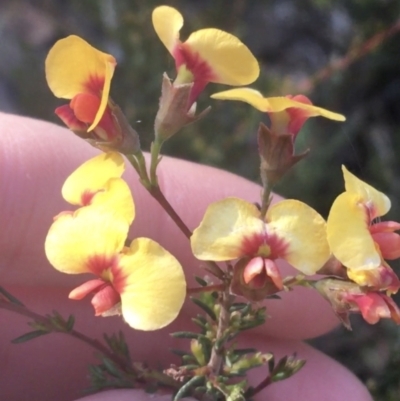 Dillwynia phylicoides (A Parrot-pea) at O'Connor, ACT - 16 May 2021 by Ned_Johnston