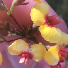 Dillwynia phylicoides at O'Connor, ACT - 16 May 2021 01:45 PM