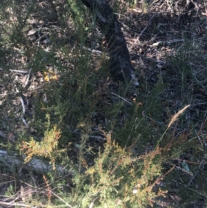 Dillwynia phylicoides at O'Connor, ACT - 16 May 2021