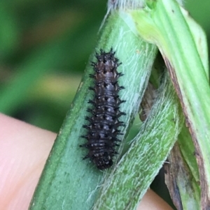 Junonia villida at Goulburn, NSW - 9 May 2021