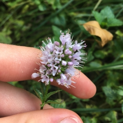 Mentha x piperita (Peppermint) at Sullivans Creek, Turner - 1 May 2021 by Ned_Johnston