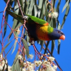 Trichoglossus moluccanus at Hackett, ACT - 16 May 2021