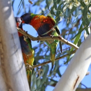 Trichoglossus moluccanus at Hackett, ACT - 16 May 2021