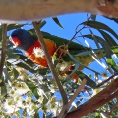 Trichoglossus moluccanus at Hackett, ACT - 16 May 2021