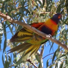 Trichoglossus moluccanus at Hackett, ACT - 16 May 2021