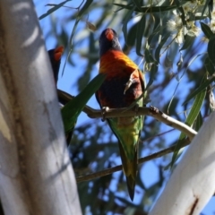 Trichoglossus moluccanus at Hackett, ACT - 16 May 2021