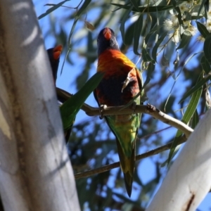 Trichoglossus moluccanus at Hackett, ACT - 16 May 2021 12:30 PM