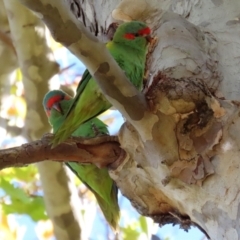 Glossopsitta concinna (Musk Lorikeet) at Hackett, ACT - 16 May 2021 by RodDeb