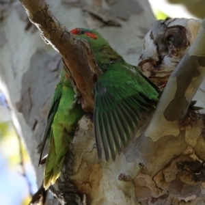 Glossopsitta concinna at Hackett, ACT - 16 May 2021