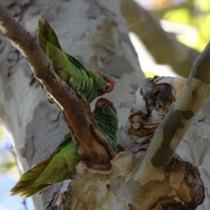 Glossopsitta concinna at Hackett, ACT - 16 May 2021