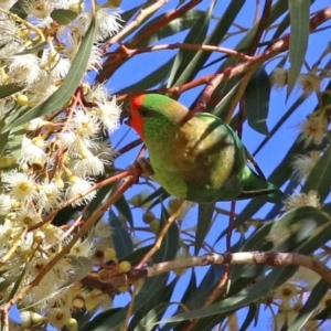 Parvipsitta pusilla at Hackett, ACT - 16 May 2021 12:45 PM