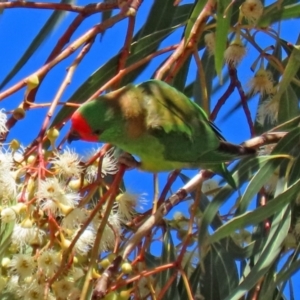 Parvipsitta pusilla at Hackett, ACT - 16 May 2021 12:45 PM