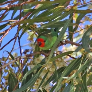 Parvipsitta pusilla at Hackett, ACT - 16 May 2021 12:45 PM