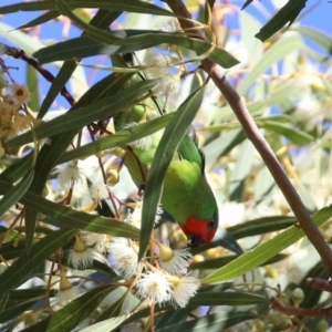 Parvipsitta pusilla at Hackett, ACT - 16 May 2021 12:45 PM