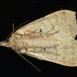 Rhapsa suscitatalis at Ainslie, ACT - 8 May 2021