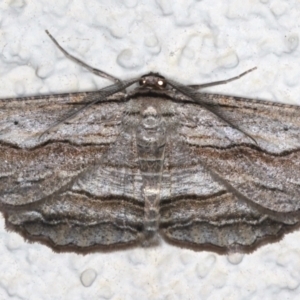 Euphronarcha luxaria at Ainslie, ACT - 8 May 2021 09:39 PM