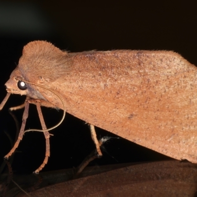 Fisera perplexata (Light-tan Crest-moth) at Ainslie, ACT - 8 May 2021 by jbromilow50