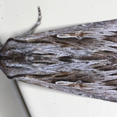 Persectania ewingii (Southern Armyworm) at Ainslie, ACT - 7 May 2021 by jb2602