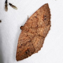 Casbia melanops (Pomaderris Moth) at Tidbinbilla Nature Reserve - 12 Mar 2021 by ibaird
