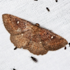 Casbia melanops (Pomaderris Moth) at Paddys River, ACT - 12 Mar 2021 by ibaird