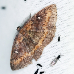 Casbia melanops at Paddys River, ACT - 12 Mar 2021 10:12 PM