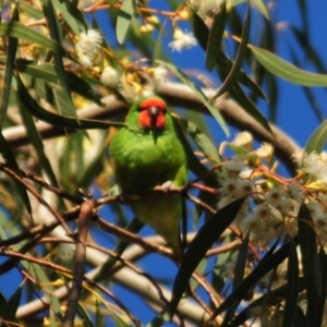 Parvipsitta pusilla at Hackett, ACT - 16 May 2021 03:33 PM