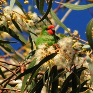 Parvipsitta pusilla at Hackett, ACT - 16 May 2021 03:33 PM