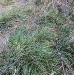 Nassella neesiana (Chilean Needlegrass) at The Fair, Watson - 15 May 2021 by waltraud