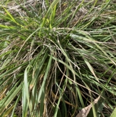 Nassella neesiana (Chilean Needlegrass) at Watson, ACT - 15 May 2021 by waltraud