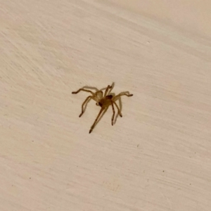 Sparassidae (family) at Aranda, ACT - 16 May 2021 05:34 PM