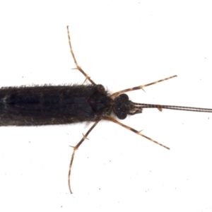 Trichoptera (order) at Ainslie, ACT - 7 May 2021