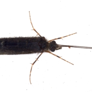 Trichoptera sp. (order) at Ainslie, ACT - 7 May 2021