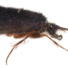 Trichoptera sp. (order) at Ainslie, ACT - 7 May 2021