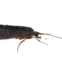 Trichoptera (order) at Ainslie, ACT - 7 May 2021