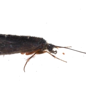 Trichoptera (order) at Ainslie, ACT - 7 May 2021