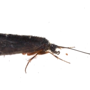 Trichoptera sp. (order) at Ainslie, ACT - 7 May 2021