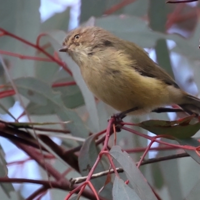 Smicrornis brevirostris (Weebill) at Ainslie, ACT - 1 May 2021 by jbromilow50