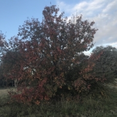 Pyrus ussuriensis (Manchurian Pear) at Red Hill to Yarralumla Creek - 11 May 2021 by Tapirlord