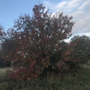 Pyrus ussuriensis at Hughes, ACT - 11 May 2021