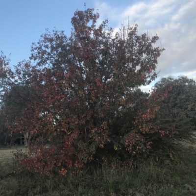 Pyrus ussuriensis (Manchurian Pear) at Hughes, ACT - 11 May 2021 by Tapirlord