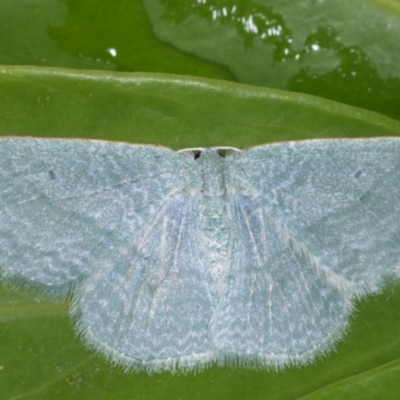 Poecilasthena thalassias (Sea-blue Delicate) at Melba, ACT - 12 May 2021 by kasiaaus