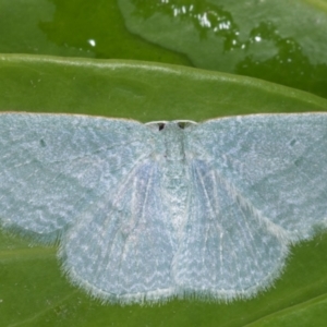 Poecilasthena thalassias at Melba, ACT - 12 May 2021