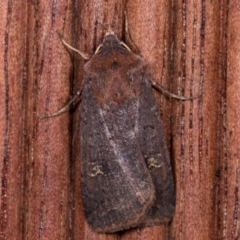 Diarsia intermixta (Chevron Cutworm, Orange Peel Moth.) at Melba, ACT - 12 May 2021 by kasiaaus