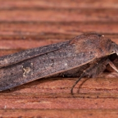 Diarsia intermixta at Melba, ACT - 12 May 2021 07:20 PM