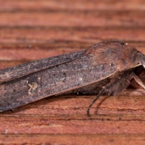 Diarsia intermixta at Melba, ACT - 12 May 2021 07:20 PM